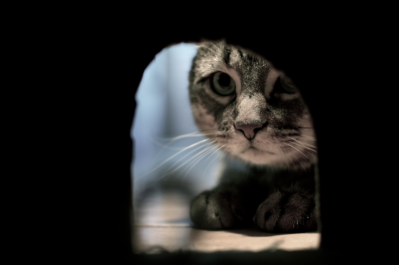 Illustration for article titled 45 Photos From Clever, Sometimes Unbelievable Perspectives